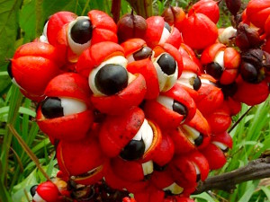 guarana